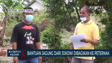 Jagung Bantuan Presiden Jokowi Mulai Dibagikan Kepada Para Peternak