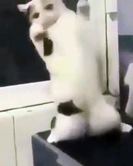 kucing mode chou mobile legends..