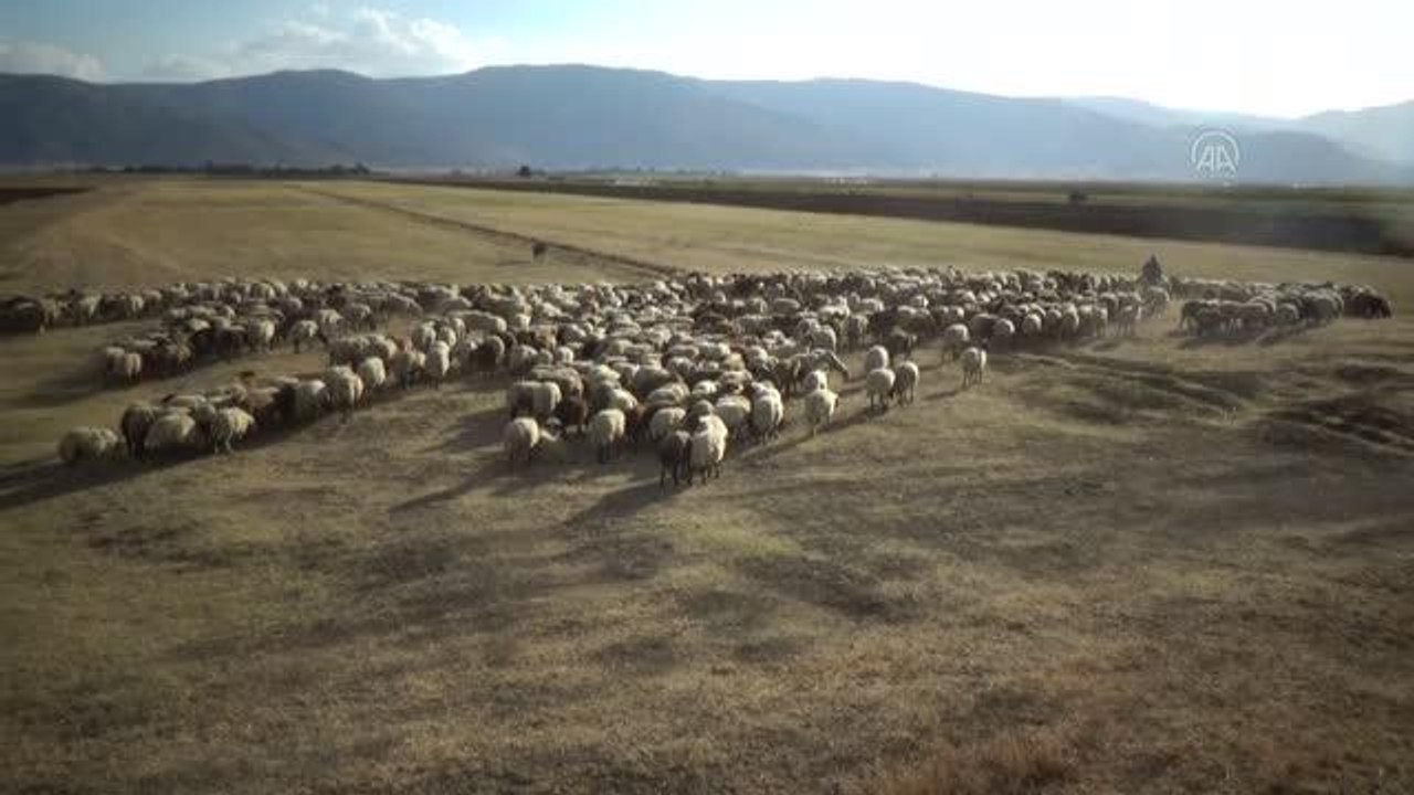 Muş, hayvancılıkta ülke ekonomisine yıllık 4 milyar lira katkı sağlıyor
