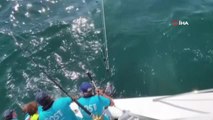 Balıkçıların 200 kiloluk orkinos sevinci
