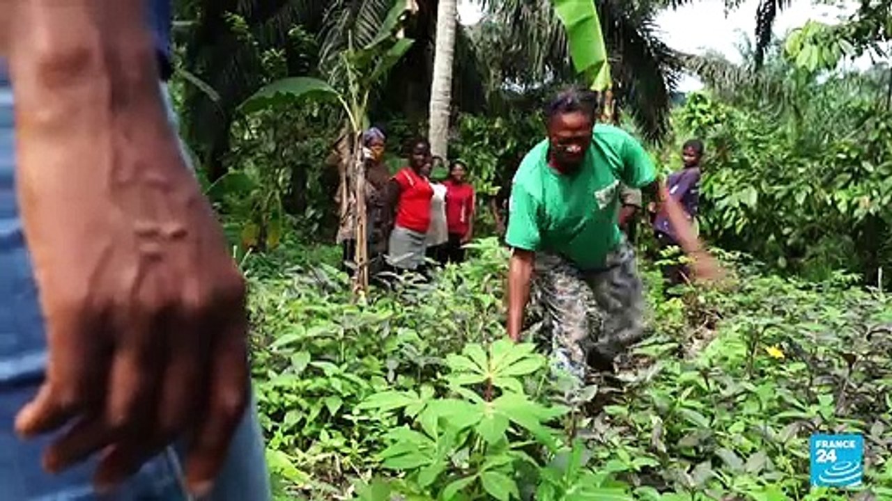 Au Nigeria, la forêt de l'État de Cross River menacée par l'activité humaine