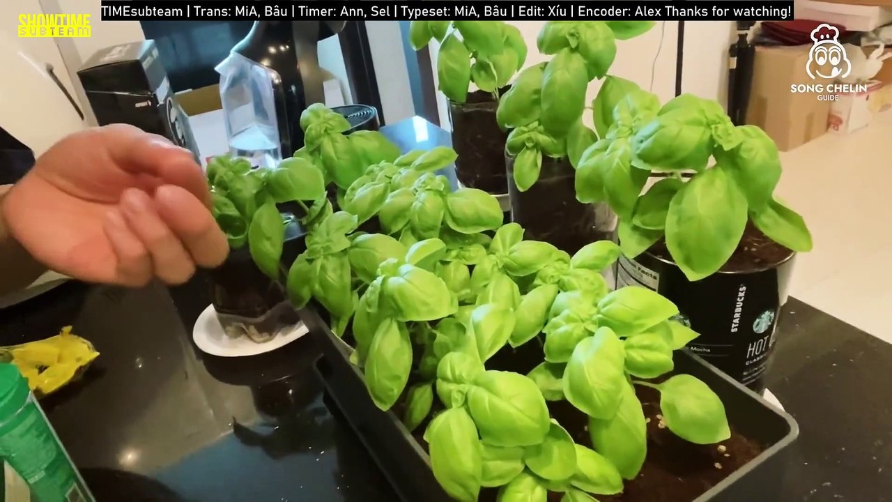 [SONGCHELIN GUIDE] Tập 115: Lâu đầu thu hoạch húng quế! Hãy cùng làm sốt pesto nào!