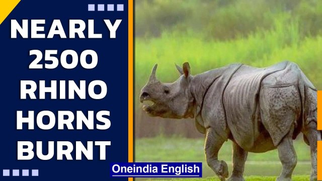 2500 Rhino horns burnt by Assam Government on World Rhino Day | Oneindia News