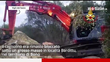 Sassari, cane bloccato sotto un grosso masso: l'incredibile salvataggio dei Vigili del fuoco