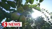 Xinjiang's fragrant pears usher in the harvest season