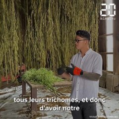 Gironde : Près de Langon, La ferme médicale a démarré la récolte de son « cannabis bien-être »