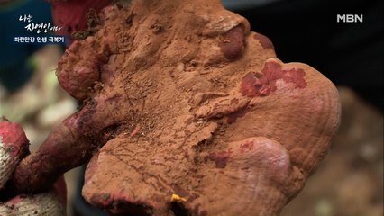 ☆산이 주는 선물☆ 항암에 좋다는 영지버섯 & 상황버섯이 한가득!