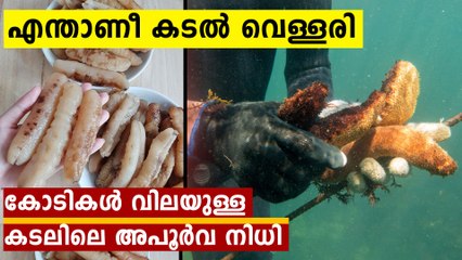 What Is a Sea Cucumber?; Why Sea Cucumbers Are So Expensive ?