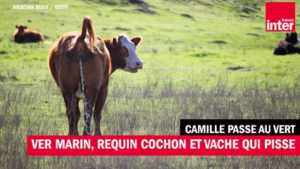Un ver marin, un requin cochon et une vache qui pisse