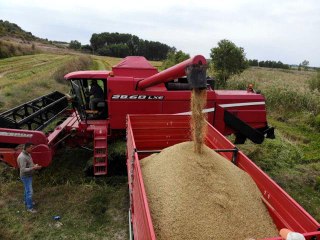 Beyaz altın çeltikte hasat başladı