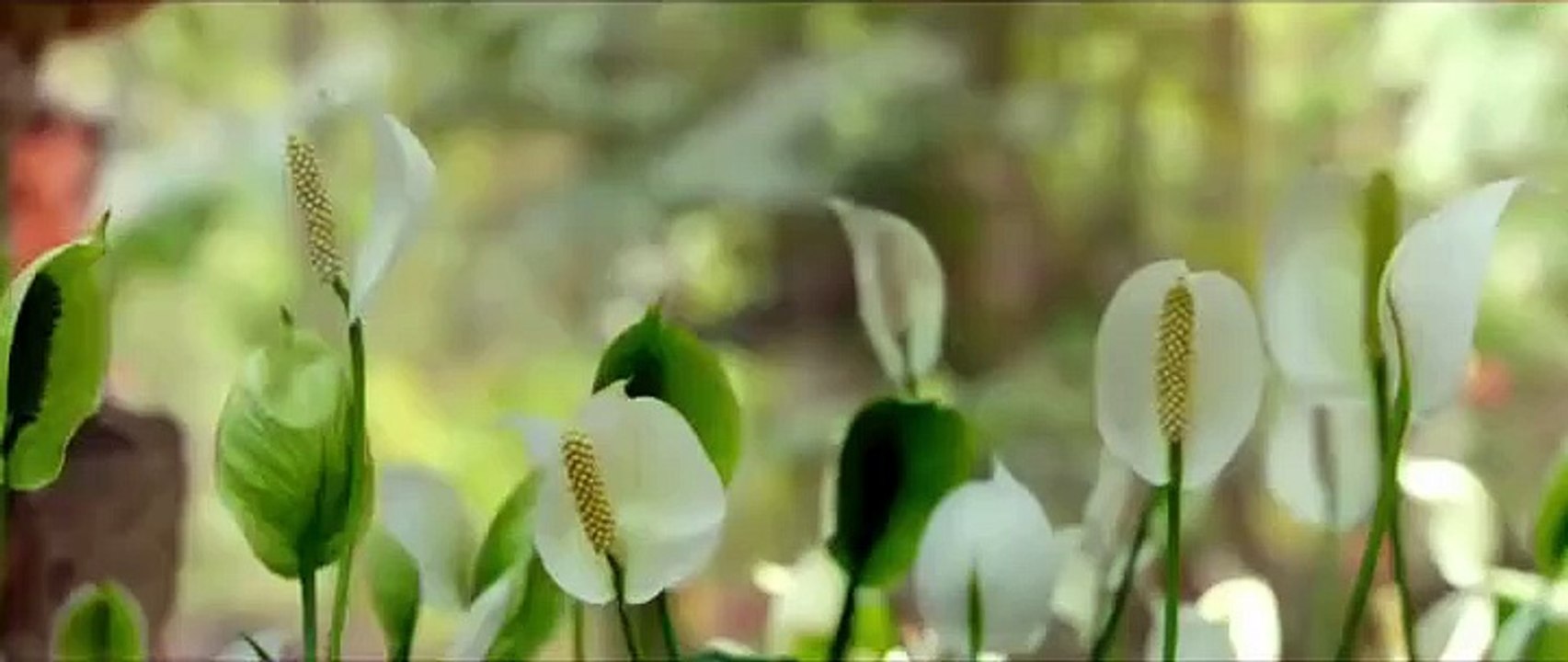 Mahiya Tu Wada kar love whatapps status 2021