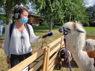 INSOLITE - Un alpaga à l'Ehpad de Chabreloche dans le Puy-de-Dôme