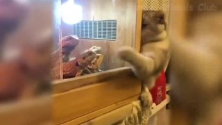 Best Funny Cats Videos 2021  - Funny Animals Compilation