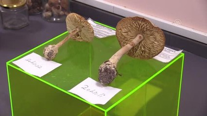 Son dakika haberleri: Renk değiştiren öldürücü köygöçüren mantarının toplanmaması uyarısı