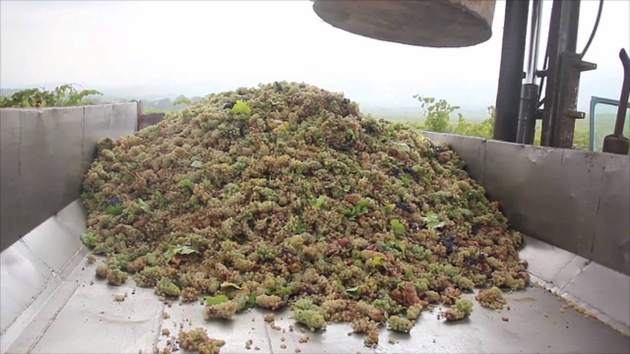 Here's What You Need to Know About Europe's Historically Low Wine Harvest