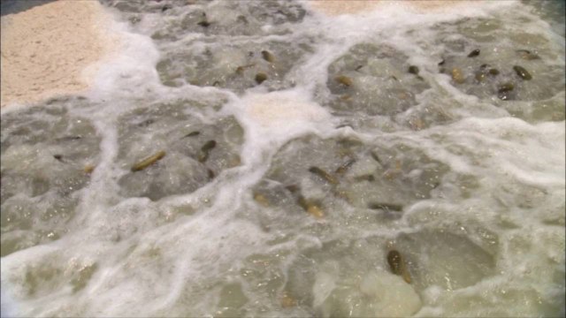 These Gin-Inspired Pickles Are a Beautiful Union of Deli and Drink