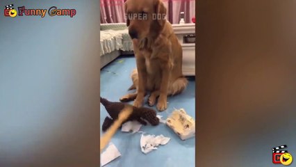  Funny Cat Reaction Videos - Try Not Laugh  | Funnycamp