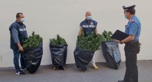 Grumo Appula (BA) - Sequestrata maxi piantagione di marijuana (22.09.21)