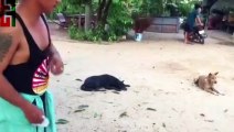 Funny Videos | Troll prank dog funny & fake lion, fake tiger