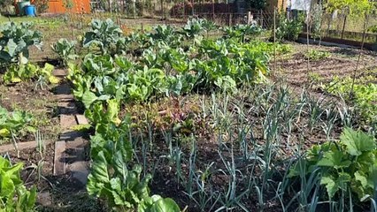 Quels légumes cuisiner cet automne dans la Loire?