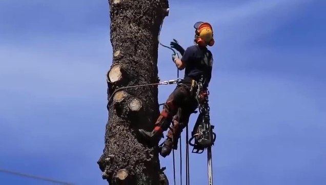 Dangerous Huge Trees Felling With Chainsaw Machines Fastest Tree Cutting Down Skills