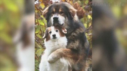 Cute Cats And Dogs That Will Make You Laugh  - Funny Animals Compilation 2022