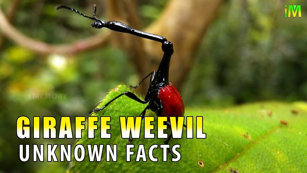 Unknown Facts l Giraffe Weevil l I Memory
