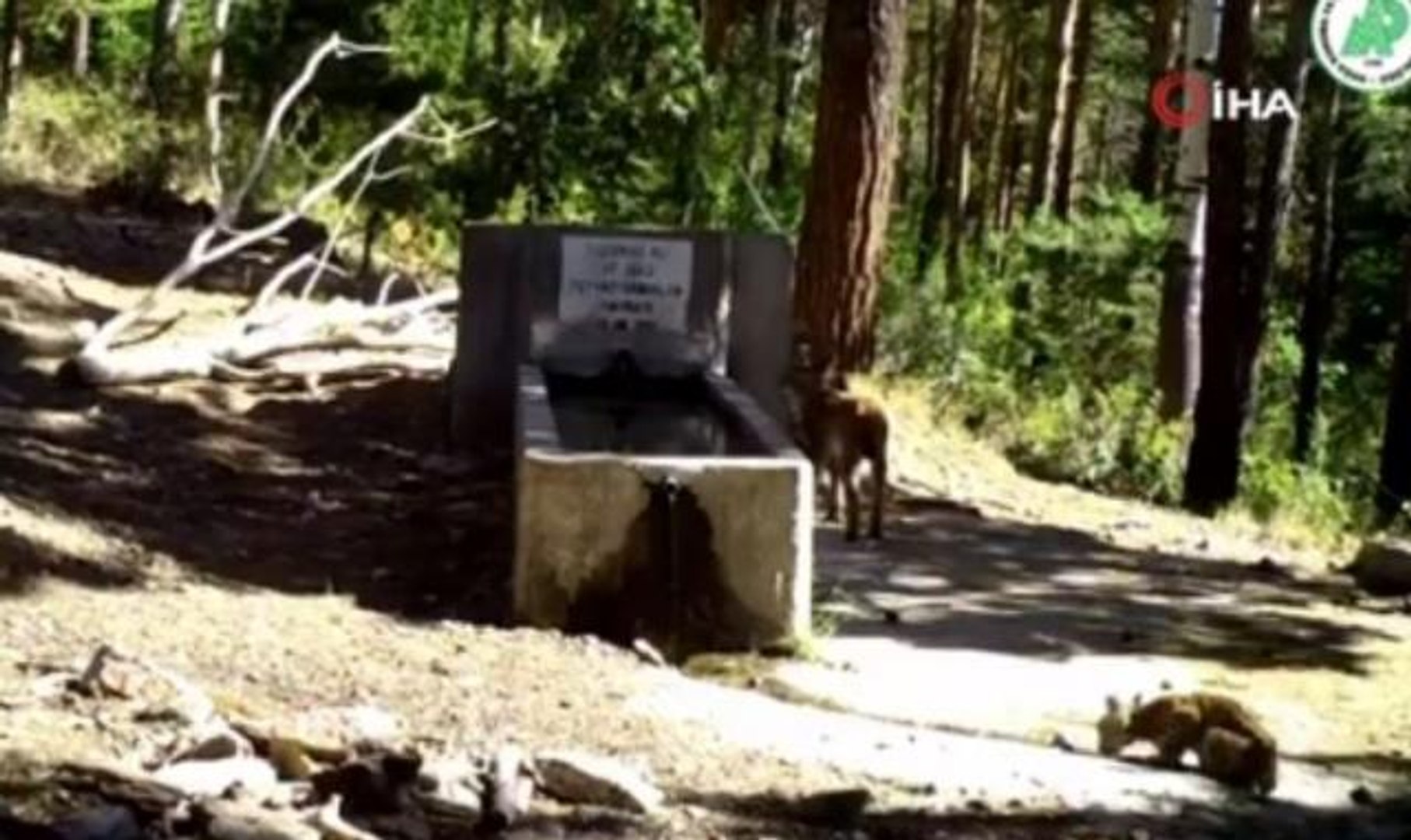 Yaban hayatı fotokapana yansıdı