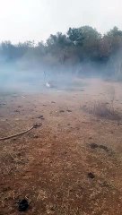 Incêndios cercam e matam o gado