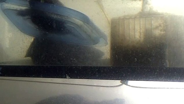 【Lamu chan】3527【ラムちゃん】