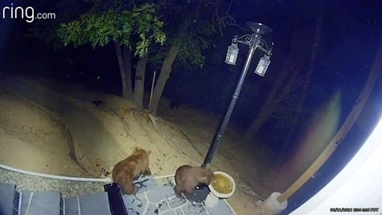 Mischievous Bear Cubs Break Birdbath