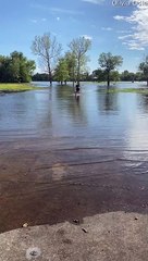 Basset Hound Bounces Through Big Puddle
