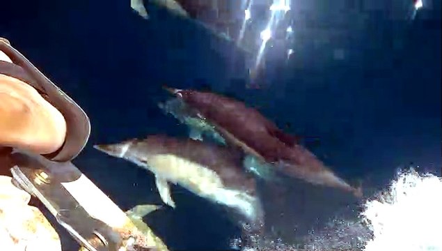 Dolphins Playfully Swim Next to Person on Boat