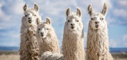 Experimental COVID Treatment Derived From Llamas Shows Promise