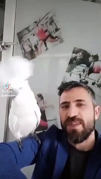 dans eden papağan