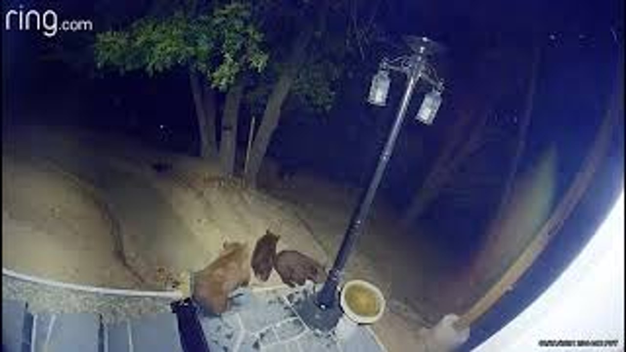 Mischievous Bear Cubs Break Birdbath