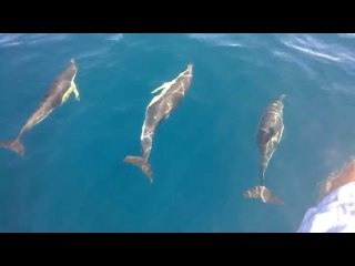 Dolphins Playfully Swim Next to Person on Boat