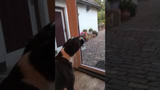 Boxer Sings Along With Sirens