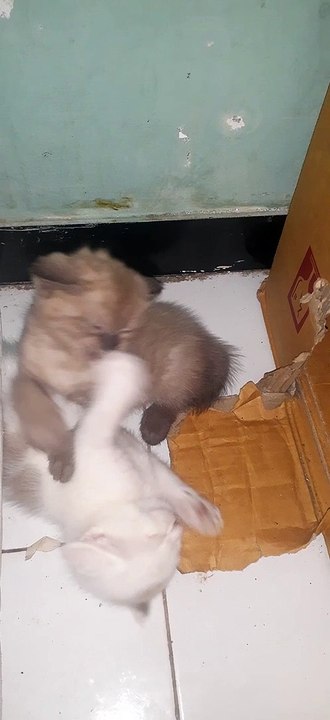 Funny cat