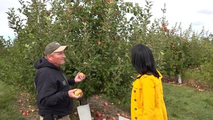 Crisp weather and apples on the first day of fall