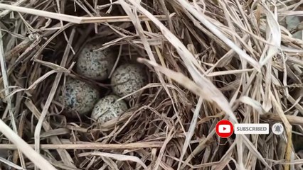 What birds nest on the ground???