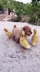 My puppy is doing friendship with chicks