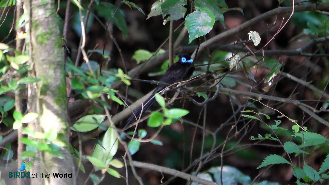 Japanese Paradise Flycatcher (Terpsiphone atrocaudata)