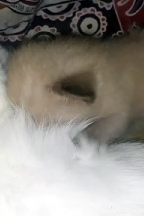 Kucing haus  setelah bermain dengan kakaknya#thirsty  cat