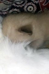 Kucing haus  setelah bermain dengan kakaknya#thirsty  cat