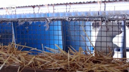 Rusia primera vacuna contra la covid-19 para animales