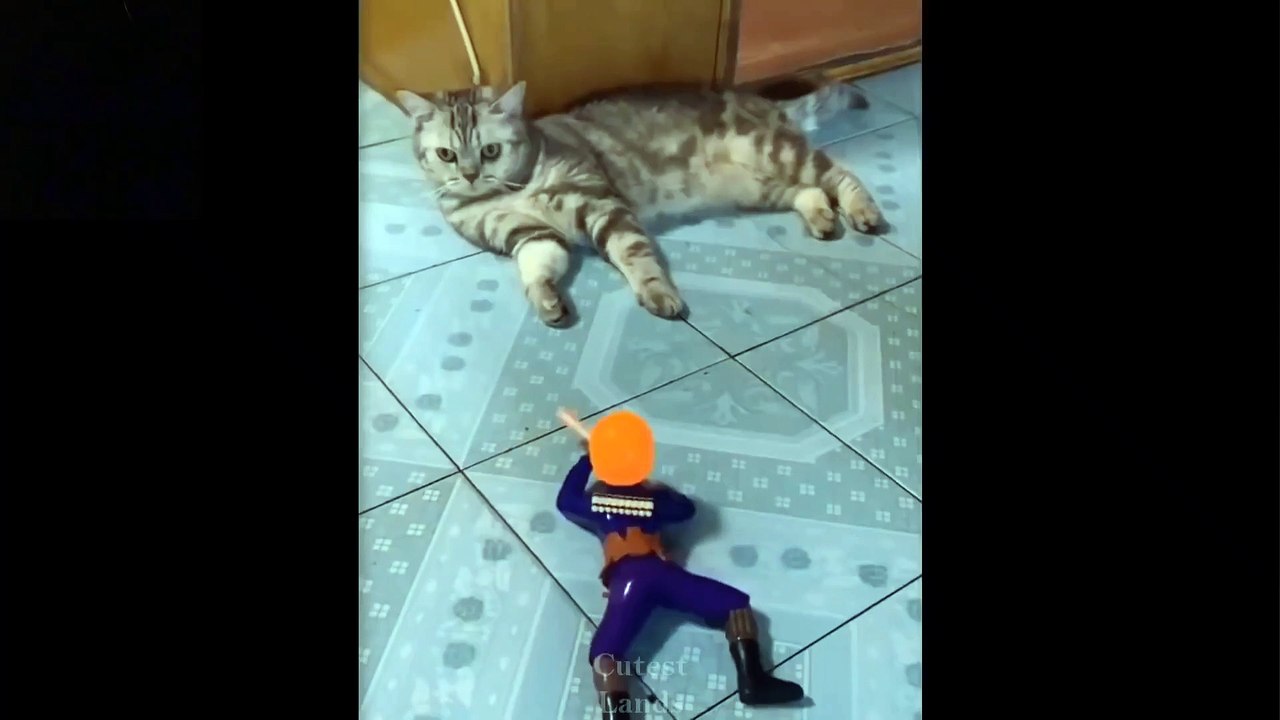 CUTE FUNNY CAT//PART 2