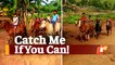 Village Life: Odisha Children In Tribal Areas Racing Horse Like Pros
