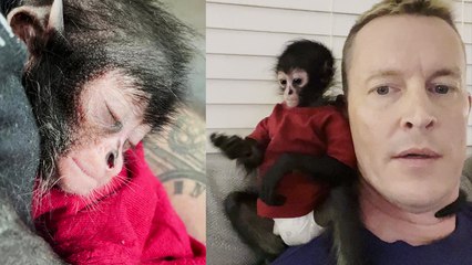 'Caring Tennessee man treats rescued spider monkey like his own kid'
