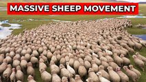 'Peru: Stunning aerial footage shows huge flock of sheep forming an impressive choreography'